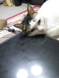 パソコン枕　猫