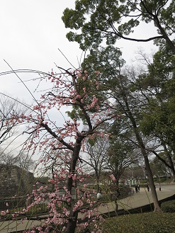 大阪城公園梅林
