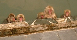 温泉で温まる猿達