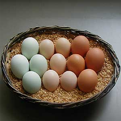 白色、茶色の卵